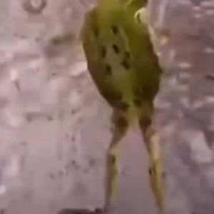 Meet your Posher, Harley